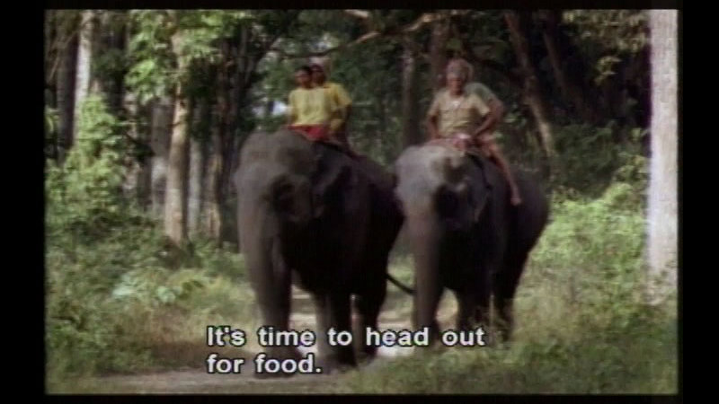 Still image from Asian Elephants