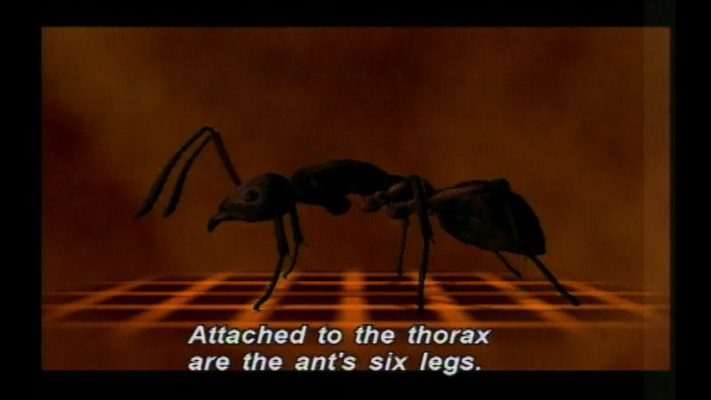 A close up of an ant. Caption: Attached to the thorax are the ant's six legs.