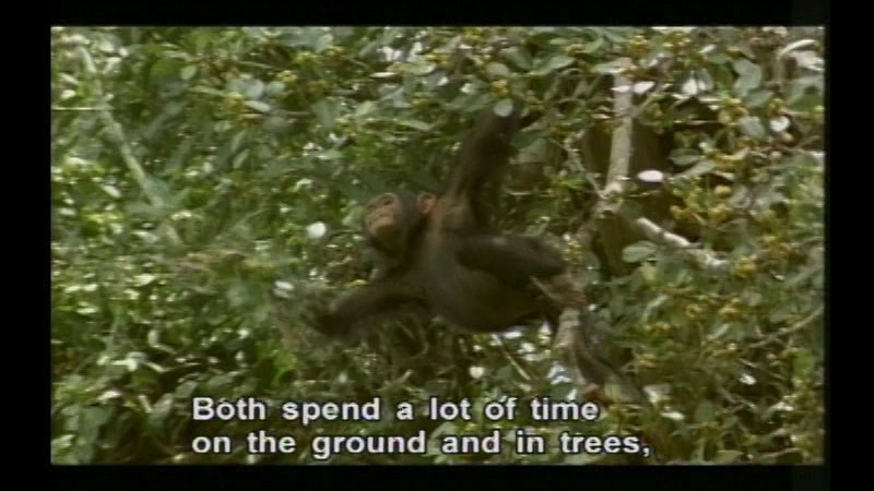 A monkey swinging from tree branches. Caption: Both spend a lot of time on the ground and in trees,
