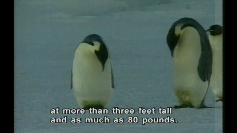 Penguins on ice. Caption: at more than three feet tall and as much as 80 pounds.