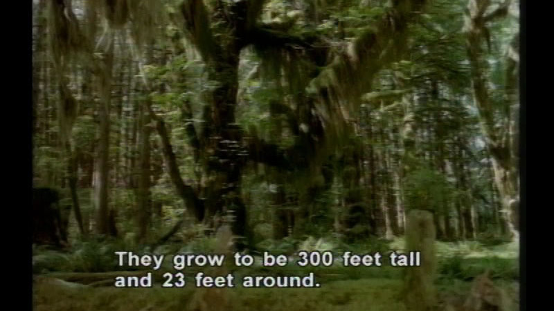 Large tree in a densely wooded forest. Caption: They grow to be 300 feet tall and 23 feet around.