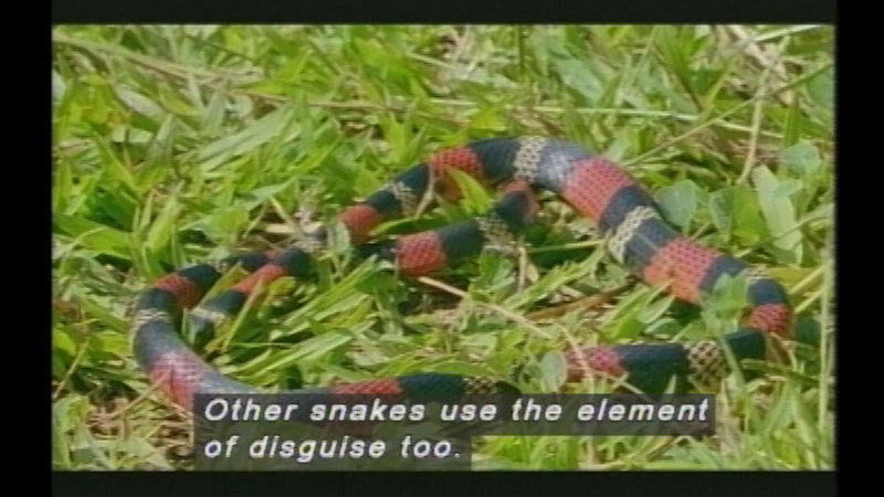 Black, yellow, and red banded snake coiled in the grass. Caption: Other snakes use the element of disguise too.