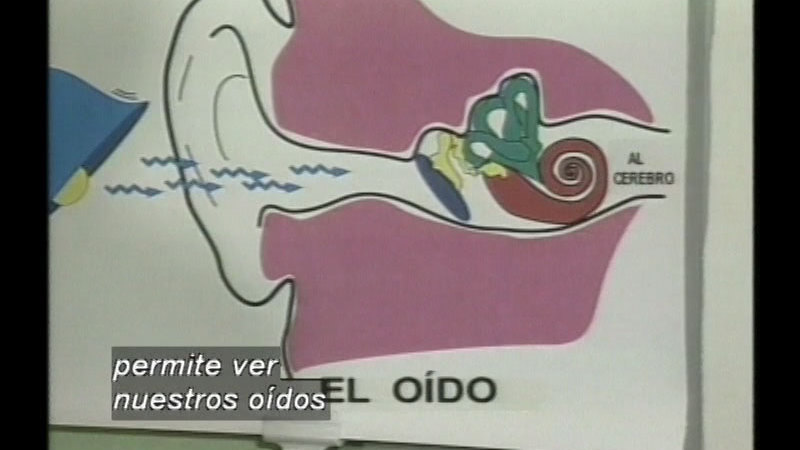Diagram of sound entering the ear and being processed by the structures in the ear. Spanish captions.