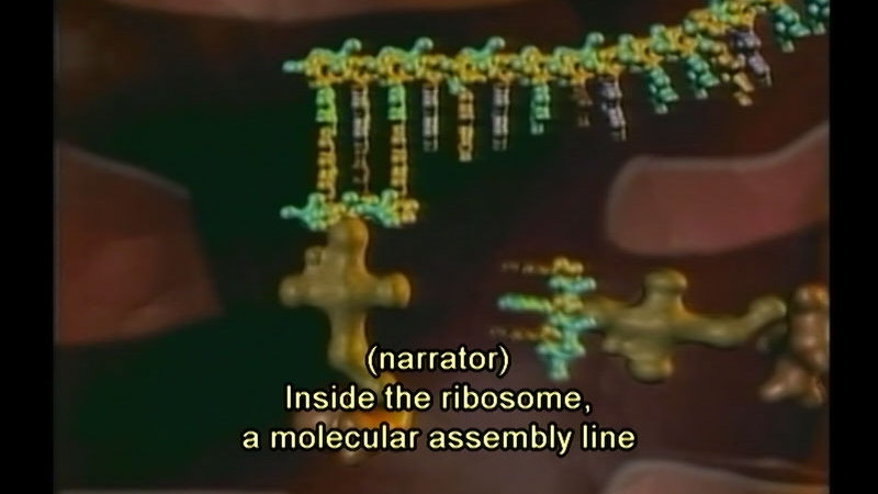 Graphic of complex connections between two parallel strands. Caption: (narrator) Inside the ribosome, a molecular assembly line