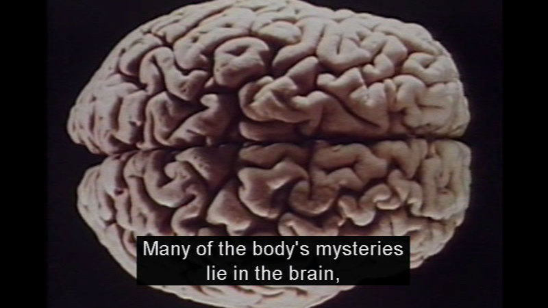 Closeup of the top view of the human brain. Caption: Many of the body's mysteries lie in the brain,