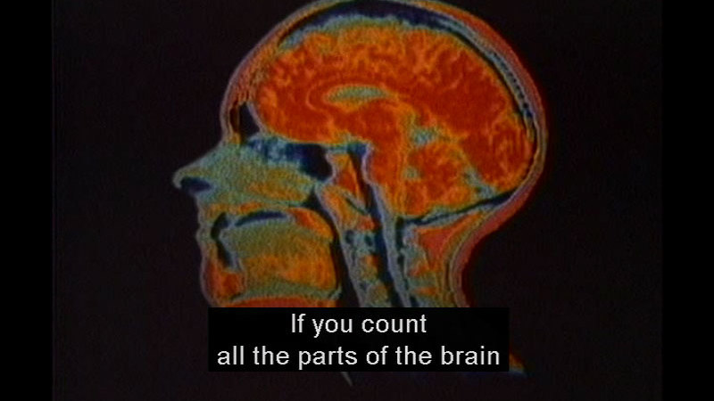 Cross section of the human head and neck in shaded colors. Caption: If you count all the parts of the brain
