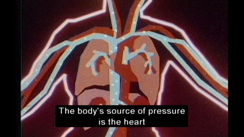 Diagram of the circulatory system in the torso of a human. Caption: The body's source of pressure is the heart
