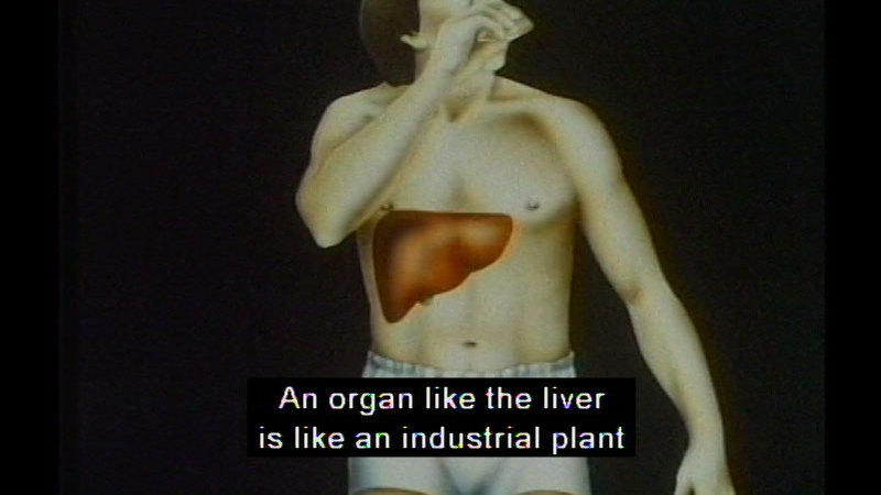 Human body with the liver shown in the right corner of the abdomen. Caption: An organ like the liver is like an industrial plant