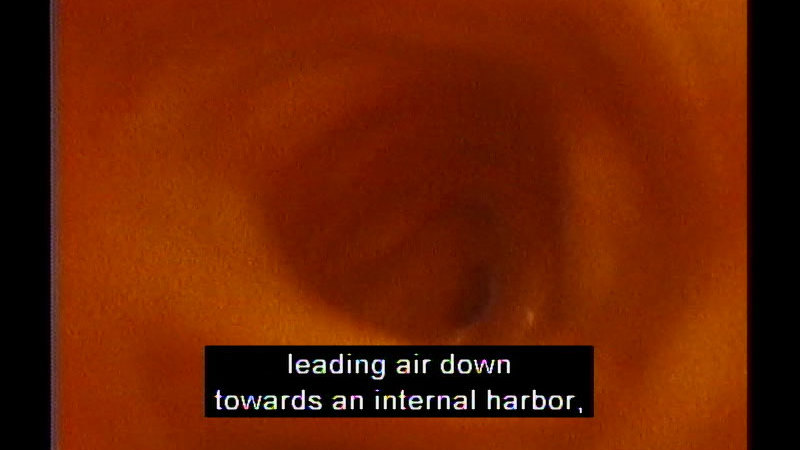 Still image from The Living Body: Landscapes And Interiors