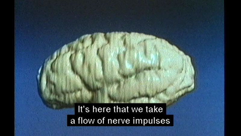 Closeup of the outside of a human brain. Caption: It's here that we take a flow of nerve impulses