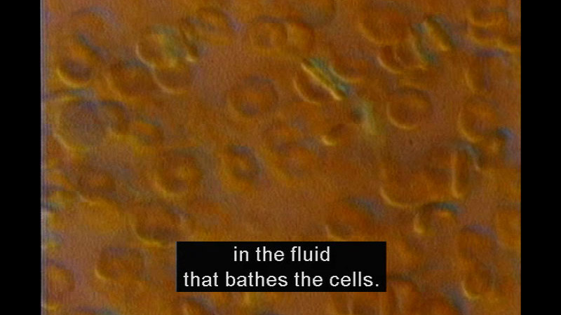 Microscopic view of cells. Caption: in the fluid that bathes the cells.