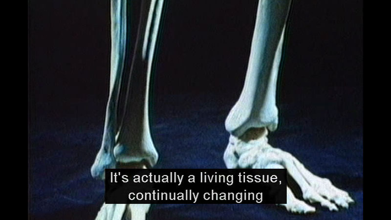 Foot, ankle, and lower leg of a human skeleton. Caption: It's actually a living tissue, continually changing