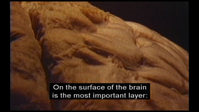 Extreme closeup of the outer surface of a brain. Caption: On the surface of the brain is the most important layer: