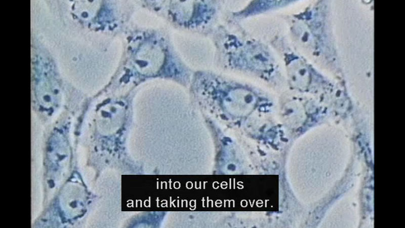 Microscopic view of cells. Caption: into our cells and taking them over.