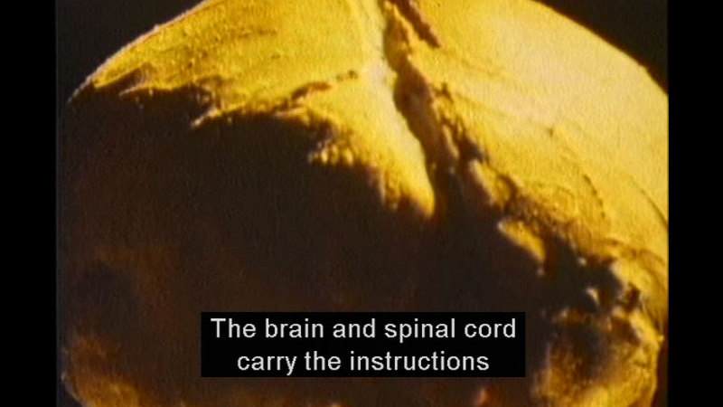 Closeup of the outside of a human brain. Caption: The brain and spinal cord carry the instructions