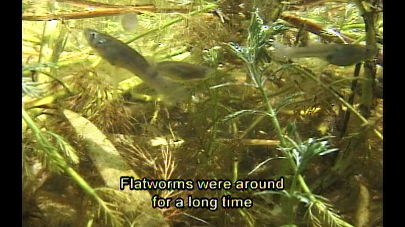 Underwater plants with small fish swimming through them. Caption: Flatworms were around for a long time.