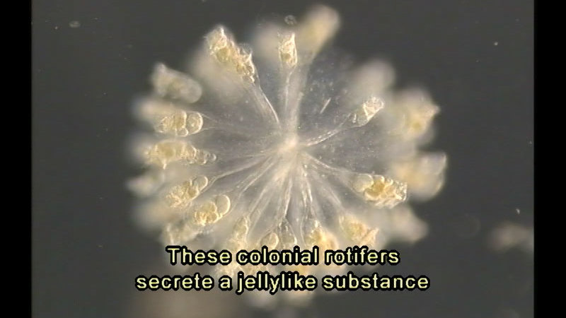 A spherical organism only partly in focus. Long leg-like protrusions with bulges at the end. Caption: These colonial rotifers secrete a jellylike substance