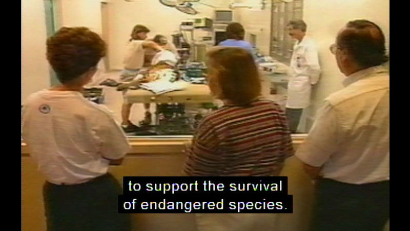 People observing what is happening inside a room with something on an operating table. Caption: to support the survival of endangered species.