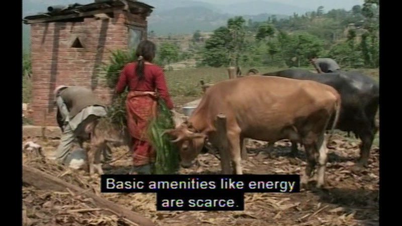 People working in an open area with debris covered ground and cattle grazing in the debris. Caption: Basic amenities like energy are scarce.