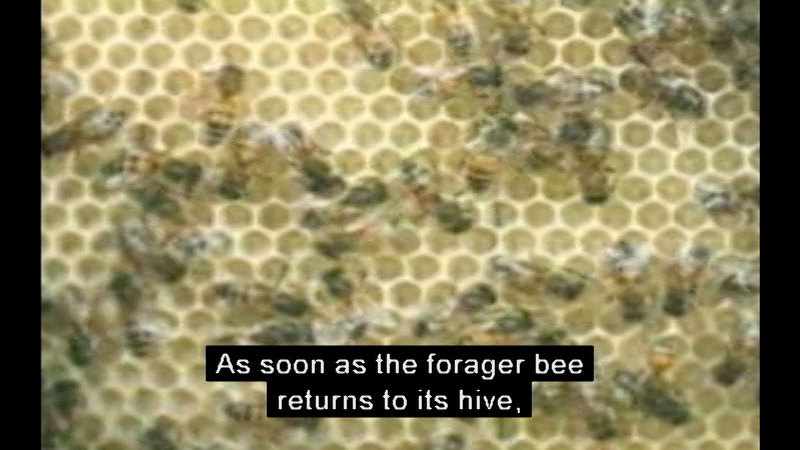Honeycomb covered in bees. Caption: As soon as the forager bee returns to its hive,