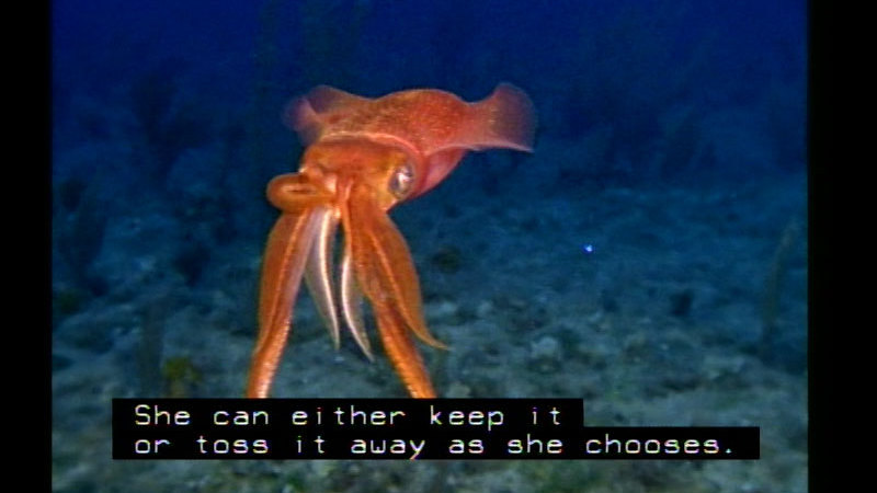 Front view of an orange squid swimming in the ocean. Caption: She can either keep it or toss it away as she chooses.