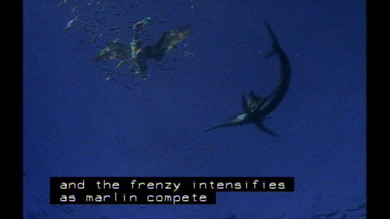 A bird floats underwater while a school of small fish swirl around it. A marlin approaches from below. Caption: and the frenzy intensifies as marlin compete