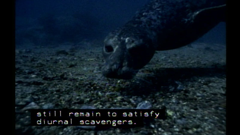 A seal swimming underwater near the ocean floor. Caption: still remain to satisfy diurnal scavengers