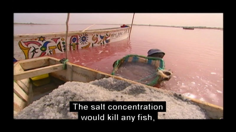 Narrow rectangular boat floating in pinkish-red water with mounds of salt in the center of the boat. Caption: The salt concentration would kill any fish,