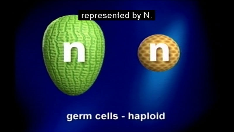 Green teardrop shaped object and smaller brown spherical object both labeled as "n". Germ cells - haploid. Caption: represented by N.