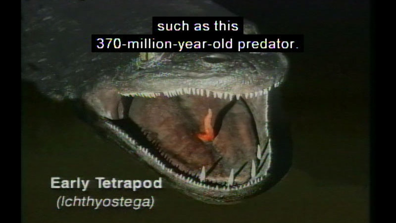 Animal with a large mouth filled with sharp teeth. On the floor of the mouth is a perpendicular protrusion. Early Tetrapod (Ichthyostega) Caption: such as this 370-million-year-old predator.