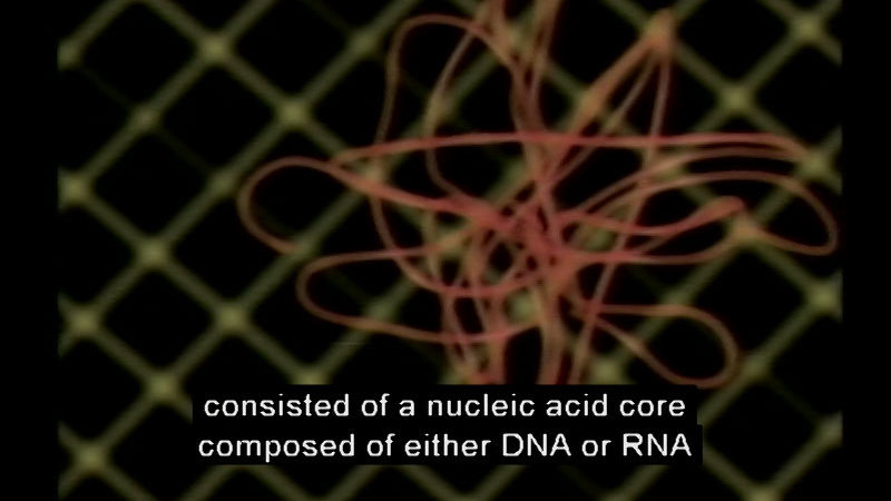 Tangle of thread-like substance. Caption: consisted of a nucleic acid core composed of either DNA or RNA