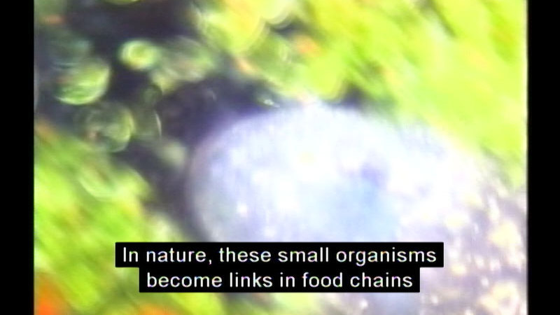 Blurry microscopic view of an oval shaped object surrounded by green particles. Caption: In nature, these small organisms become links in food chains