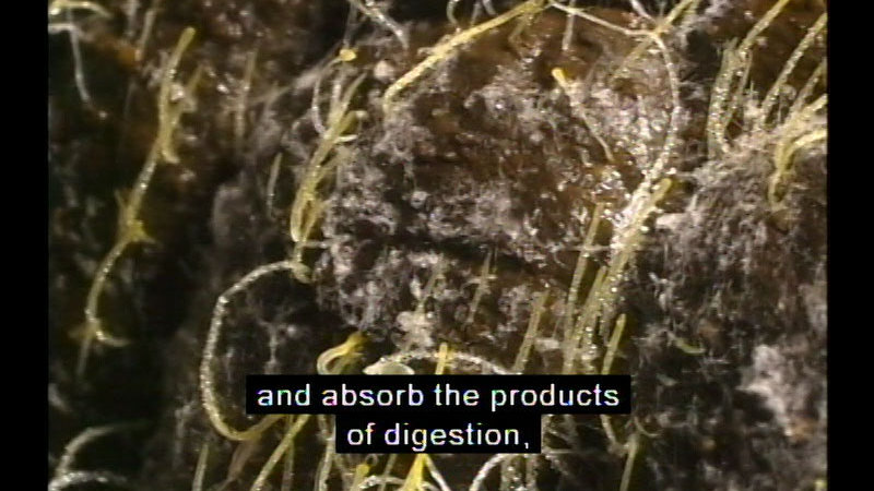 Closeup view of thin, light green tube-like structures growing off stone. Caption: and absorb the products of digestion,