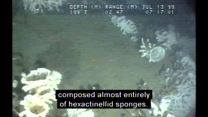 Sea floor with irregularly shaped white objects on it. Caption: composed almost entirely of hexactinellid sponges.