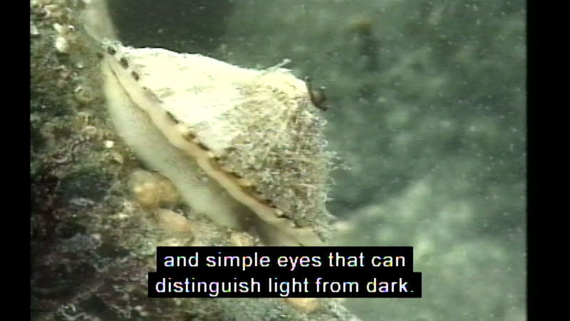 Closeup of a white mollusk. Caption: and simple eyes that can distinguish light from dark.