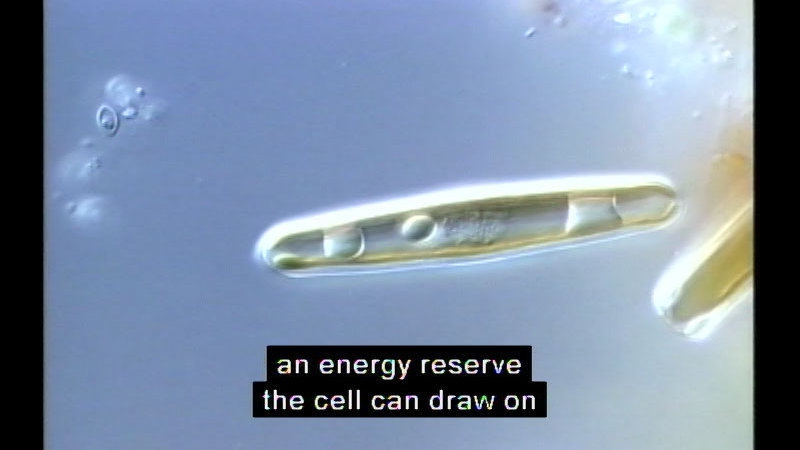 Microscopic view of a transparent tube-shaped organism. Caption: an energy reserve the cell can draw on