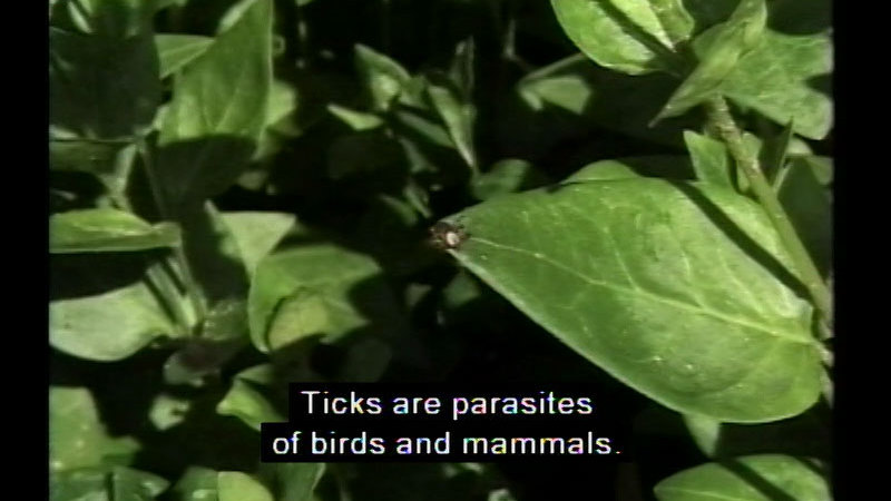 Small insect on the tip of a leaf. Caption: Ticks are parasites of birds and mammals.
