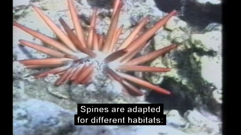 Spherical animal with spiny protrusions. Caption: Spines are adapted for different habitats: