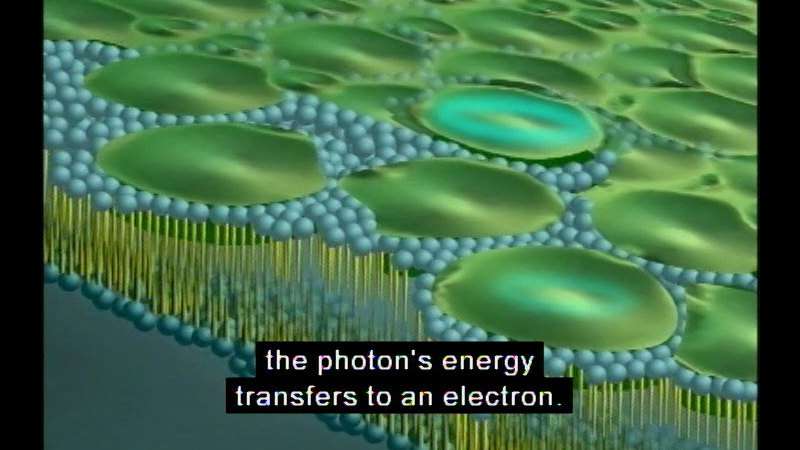 Illustration of plant structure. Caption: the photon's energy transfers to an electron.