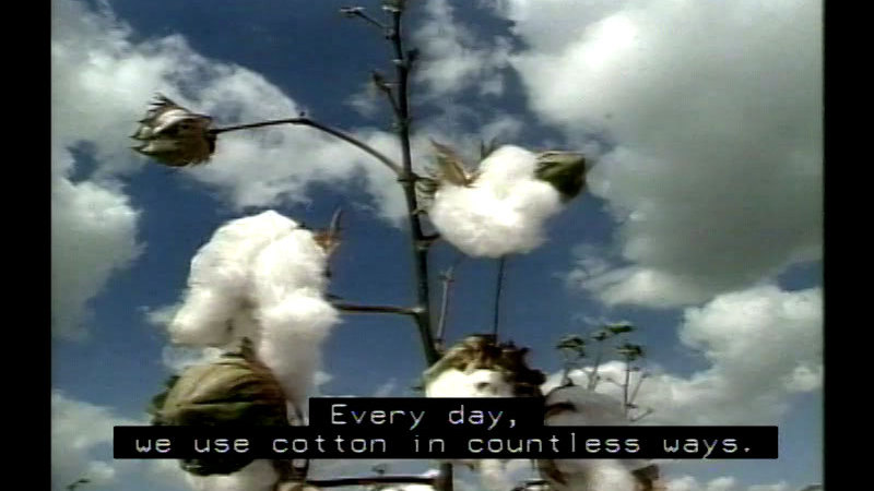 Closeup of ripe cotton plant. Caption: Every day, we use cotton in countless ways.