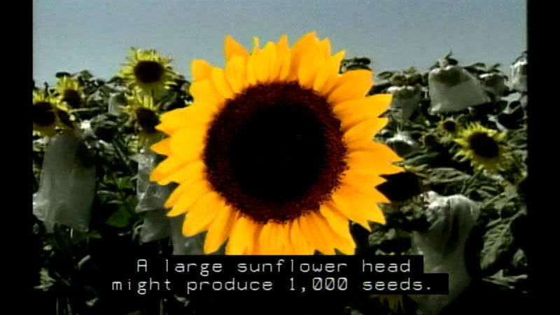 Closeup of a sunflower. Caption: A large sunflower head might produce 1,000 seeds.