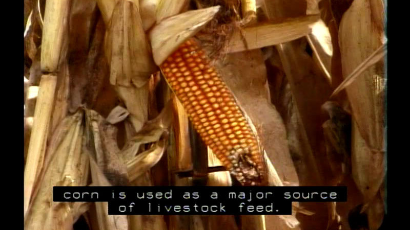 Closeup of an ear of corn on a dried-out cornstalk. Caption: corn is used as a major source of livestock feed.