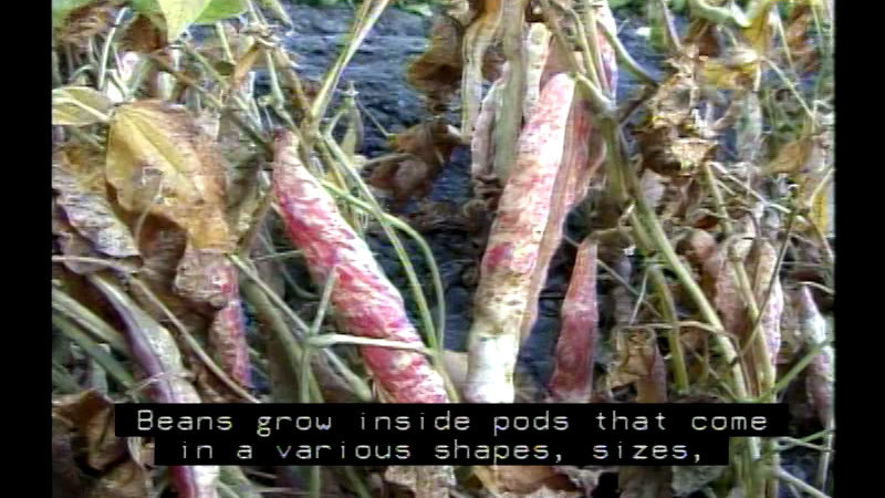 Closeup of dried bean pods still on the plant. Caption: Beans grow inside pods that come in various shapes, sizes,