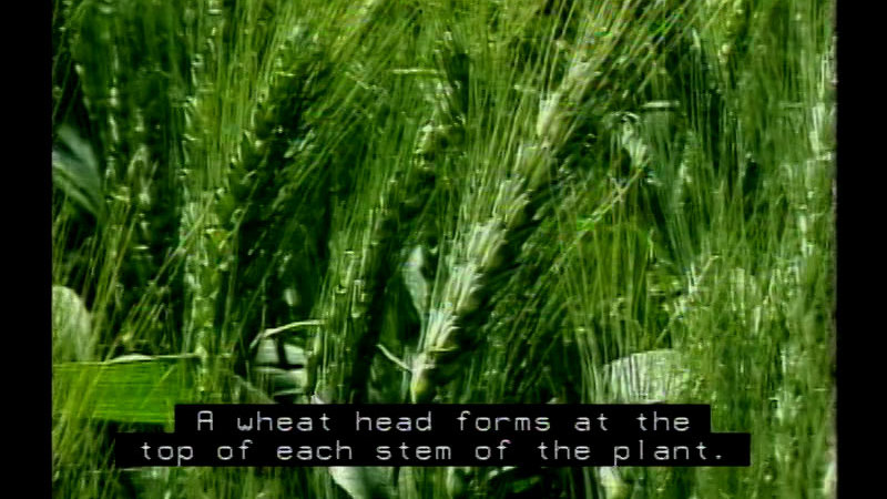 Closeup of green wheat. Caption: A wheat head forms at the top of each stem of the plant.