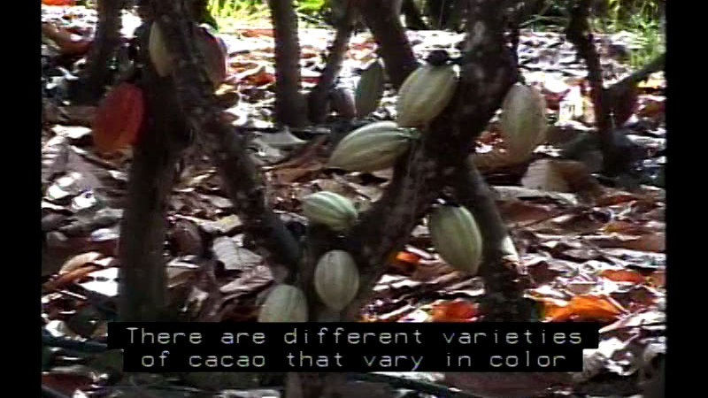 Seed pods growing on tree trunks. Caption: There are different varieties of cacao that vary in color