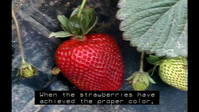 Closeup of a red, ripe strawberry surrounded by a few unripe strawberries. Caption: When the strawberries have achieved the proper color,