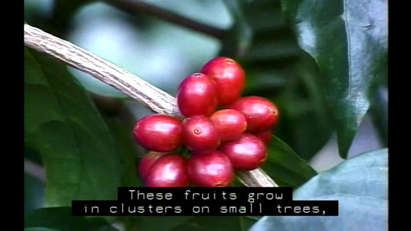 Closeup of a cluster of red, oval shaped berries. Caption: These fruits grow in clusters on small trees,