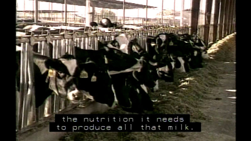 A line of cows with their heads poking through a feeding grate while they eat fodder. Caption: the nutrition it needs to produce all that milk.