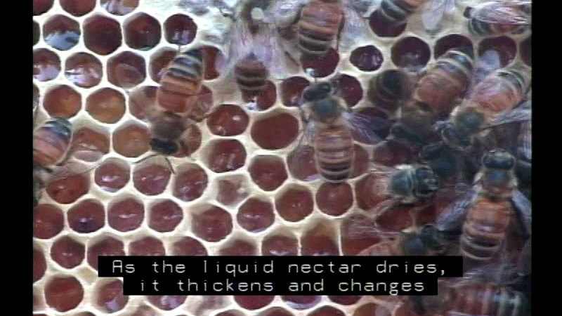 Close up of bees on a honeycomb. Caption: As the liquid nectar dries, it thickens and changes