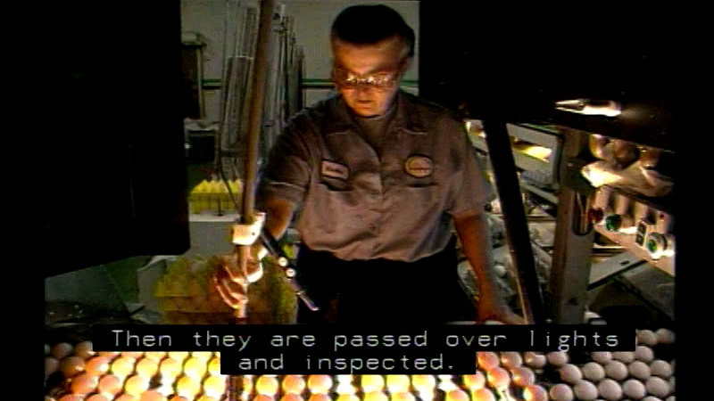 Person holding a bright light over rows of chicken eggs. Caption: Then they are passed over lights and inspected.